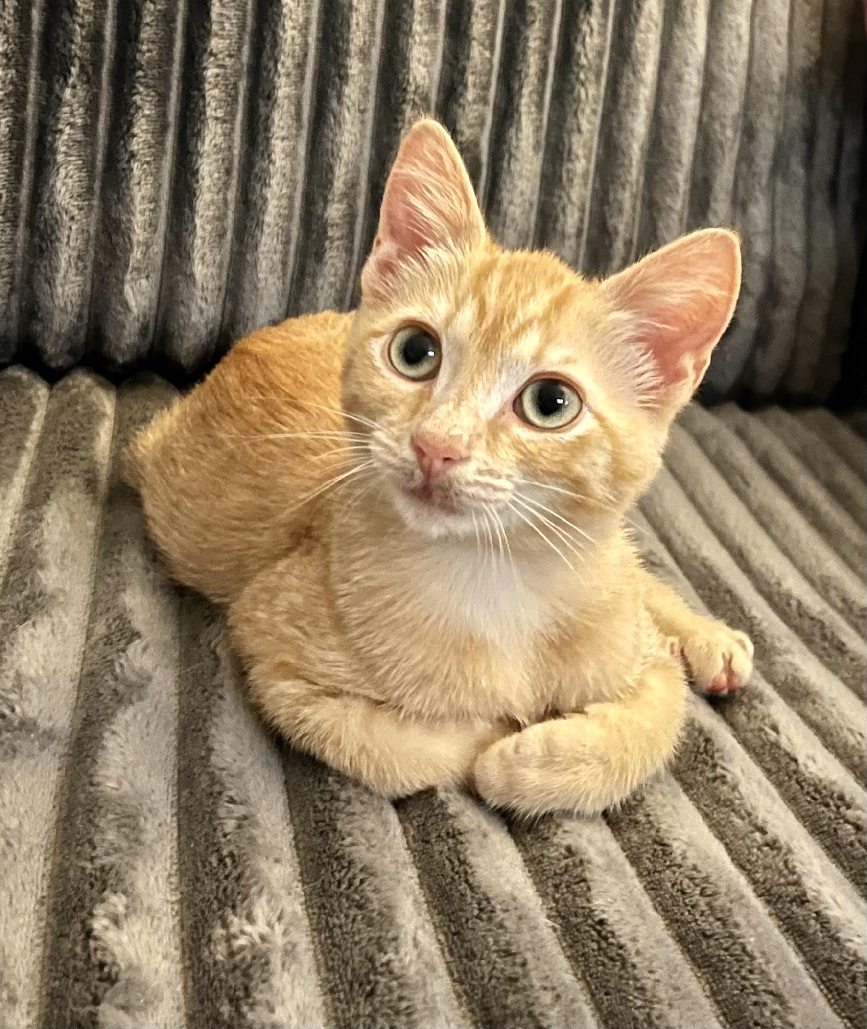 Enlarge Jude, a Adoptable Domestic Short Hair in Mount Juliet, TN image 5/6