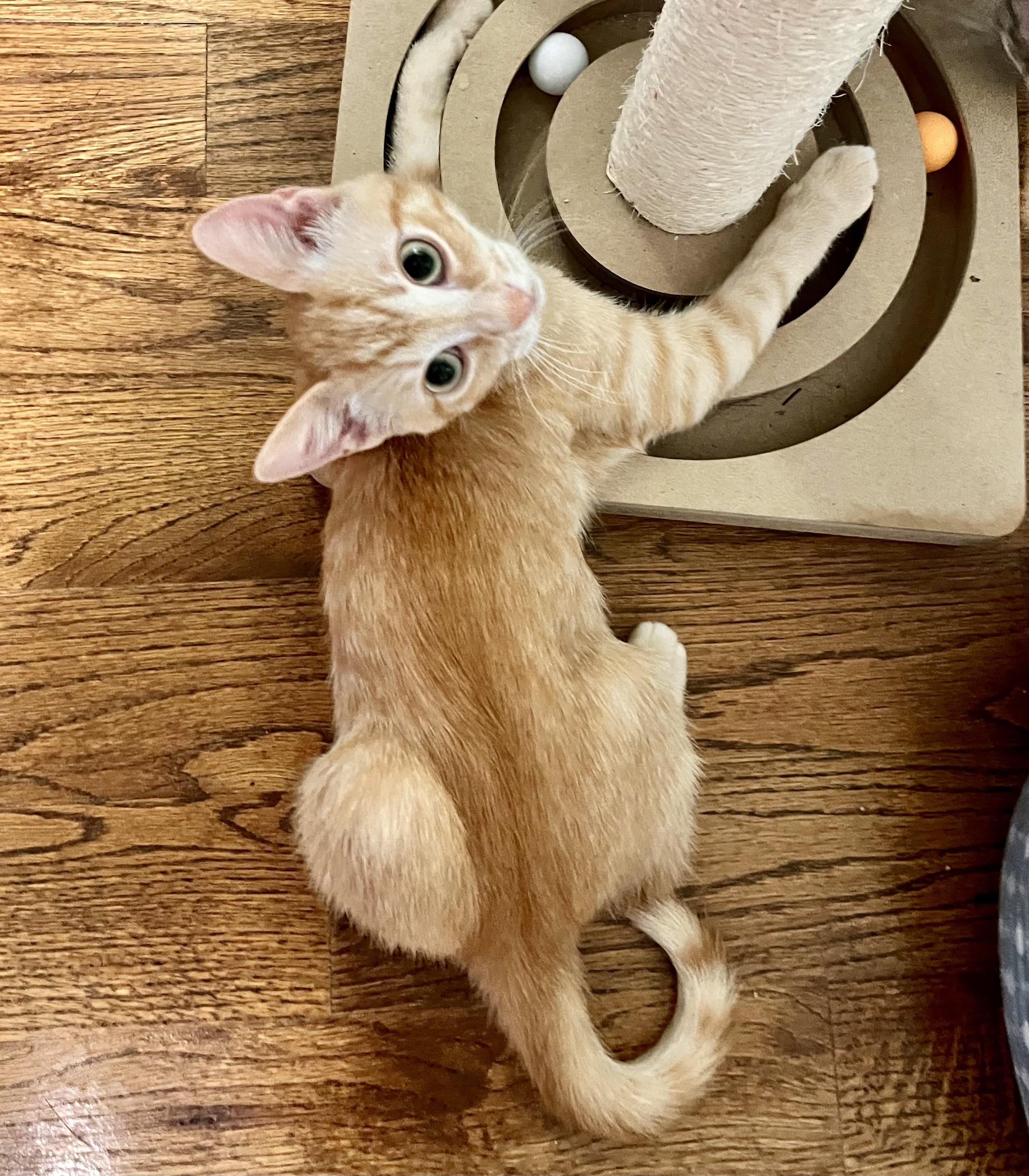 Enlarge Jude, a Adoptable Domestic Short Hair in Mount Juliet, TN image 3/6