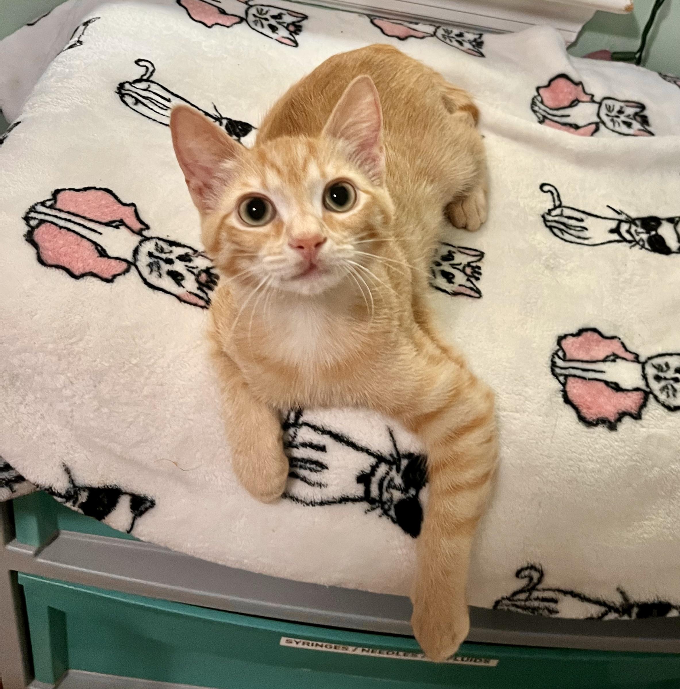 Enlarge Jude, a Adoptable Domestic Short Hair in Mount Juliet, TN image 1/6