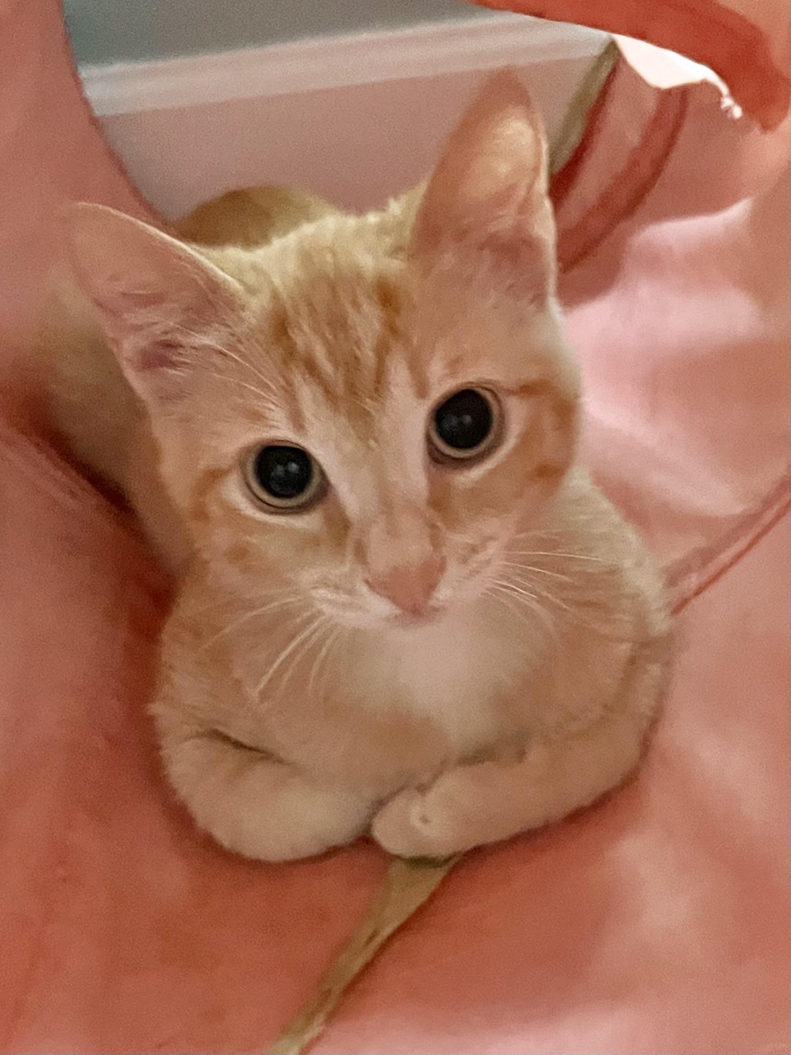 Enlarge Jude, a Adoptable Domestic Short Hair in Mount Juliet, TN image 2/6