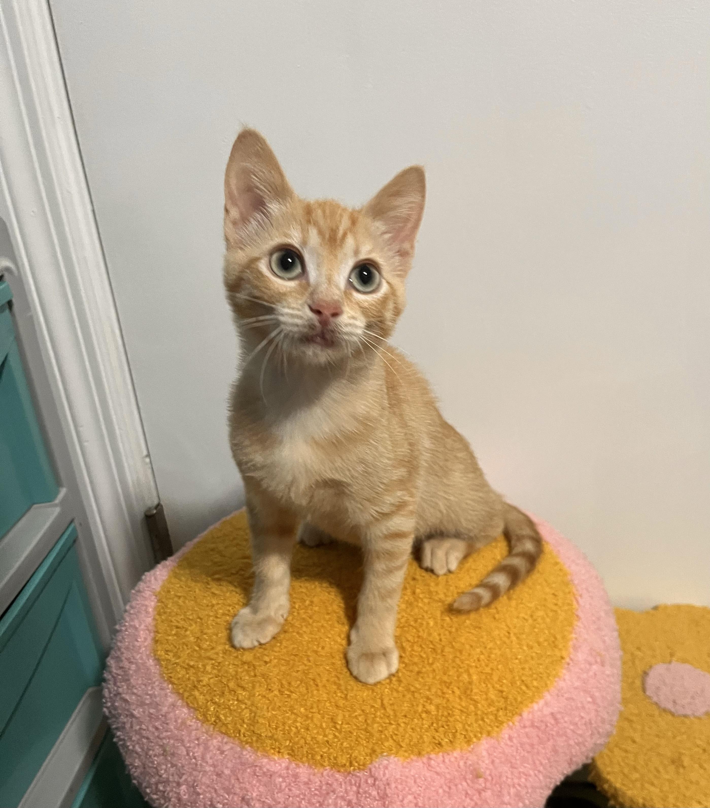 Enlarge Jude, a Adoptable Domestic Short Hair in Mount Juliet, TN image 4/6