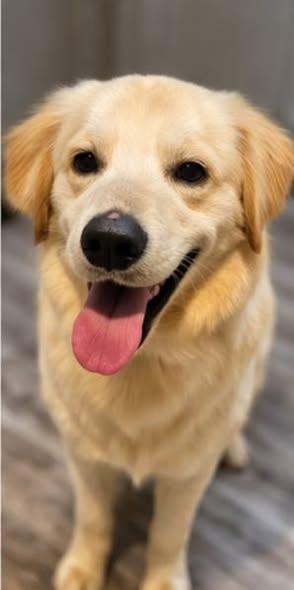 Enlarge Tucker, a ADOPTABLE Golden Retriever in LEHIGH ACRES, FL image 2/3