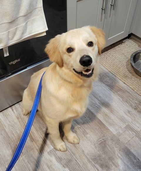 Enlarge Tucker, a ADOPTABLE Golden Retriever in LEHIGH ACRES, FL image 3/3