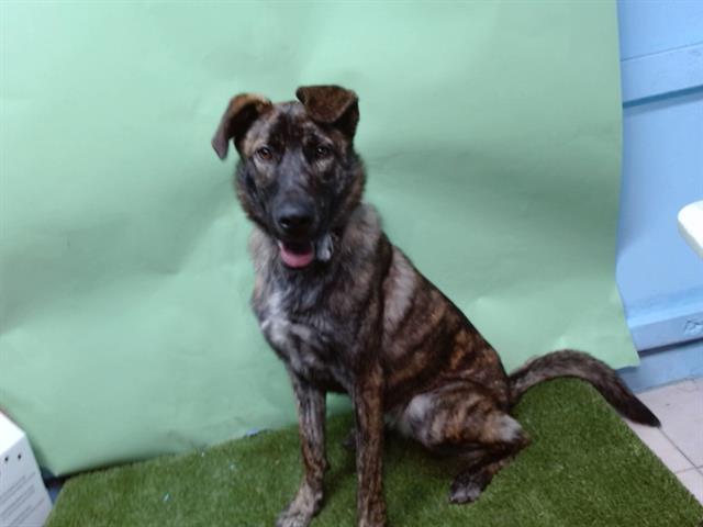 BUNNY, Adoptable, Young Female German Shepherd Dog & Dutch Shepherd.