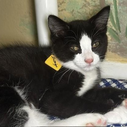 Indigo - Fun Little Guy, adopted, Kitten Male Tuxedo.