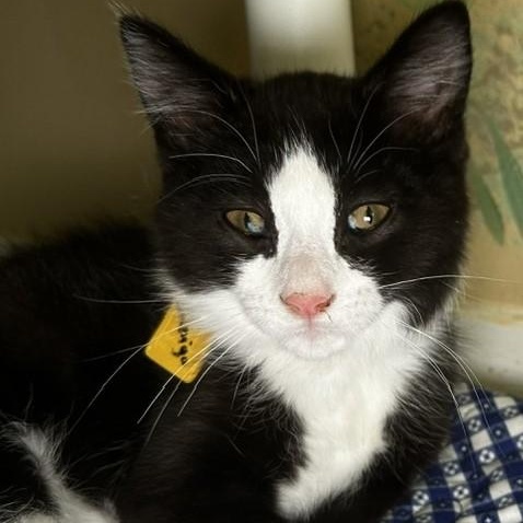 Indigo - Fun Little Guy, an adopted Tuxedo in Hoquiam, WA image 2/5