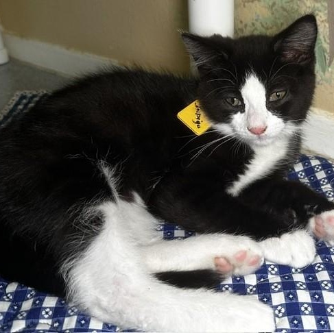 Indigo - Fun Little Guy, an adopted Tuxedo in Hoquiam, WA image 5/5