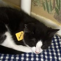 Indigo - Fun Little Guy, an adopted Tuxedo in Hoquiam, WA image 4/5