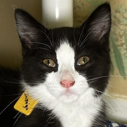 Indigo - Fun Little Guy, an adopted Tuxedo in Hoquiam, WA image 3/5