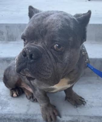 Jaws, ADOPTABLE, Adult Male French Bulldog.