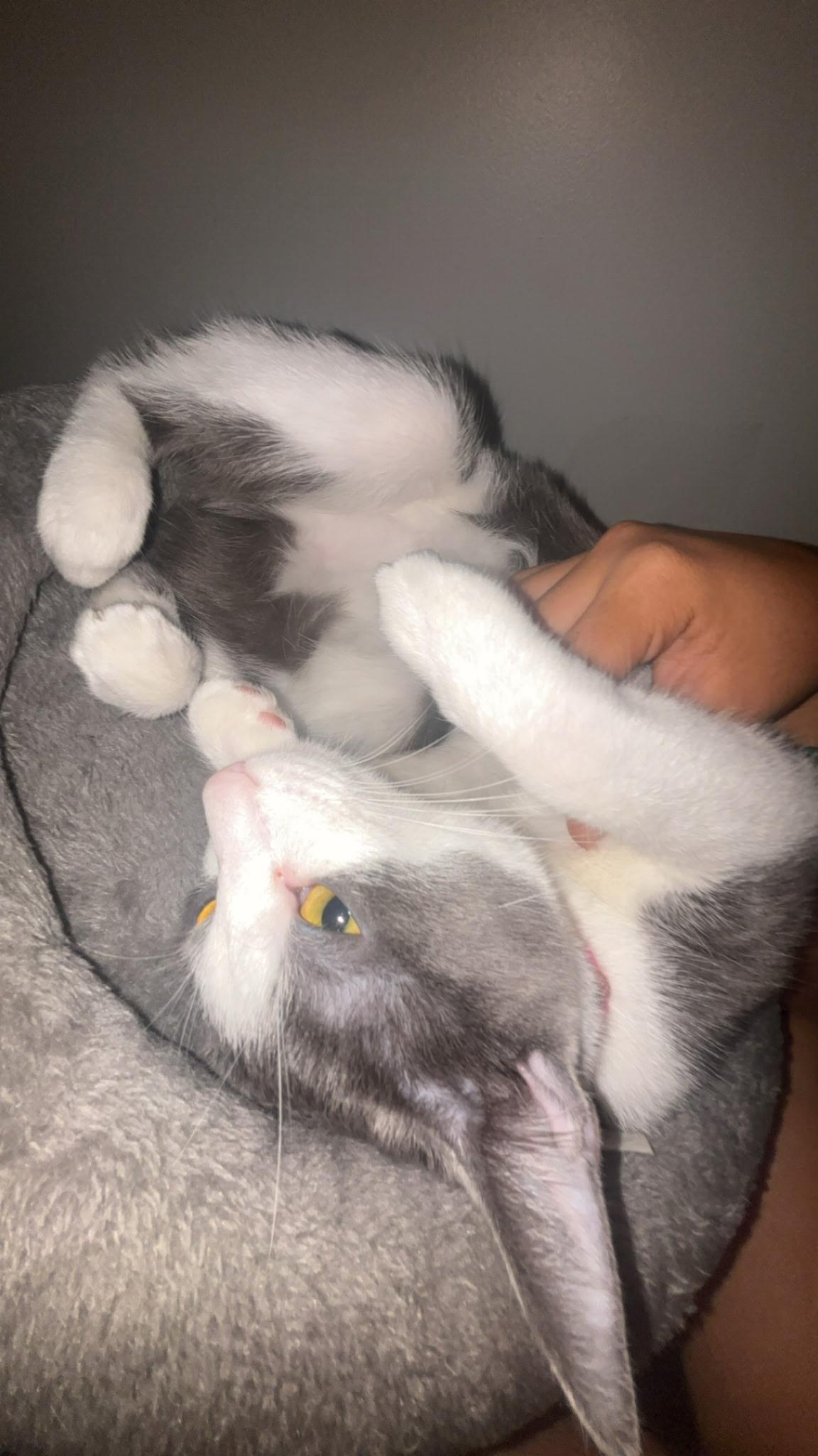 Buttons, an adopted American Shorthair in Medford, MA image 2/4