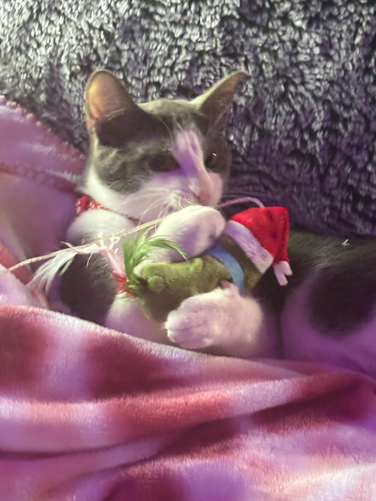 Buttons, an adopted American Shorthair in Medford, MA image 3/4