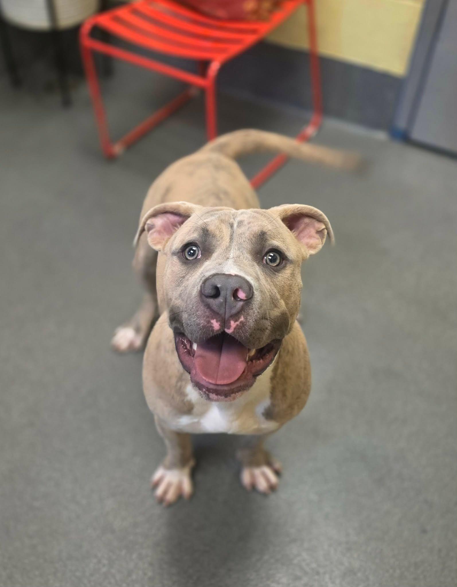 Chocolate Chip, a ADOPTABLE American Bully in Amherst, VA image 2/6
