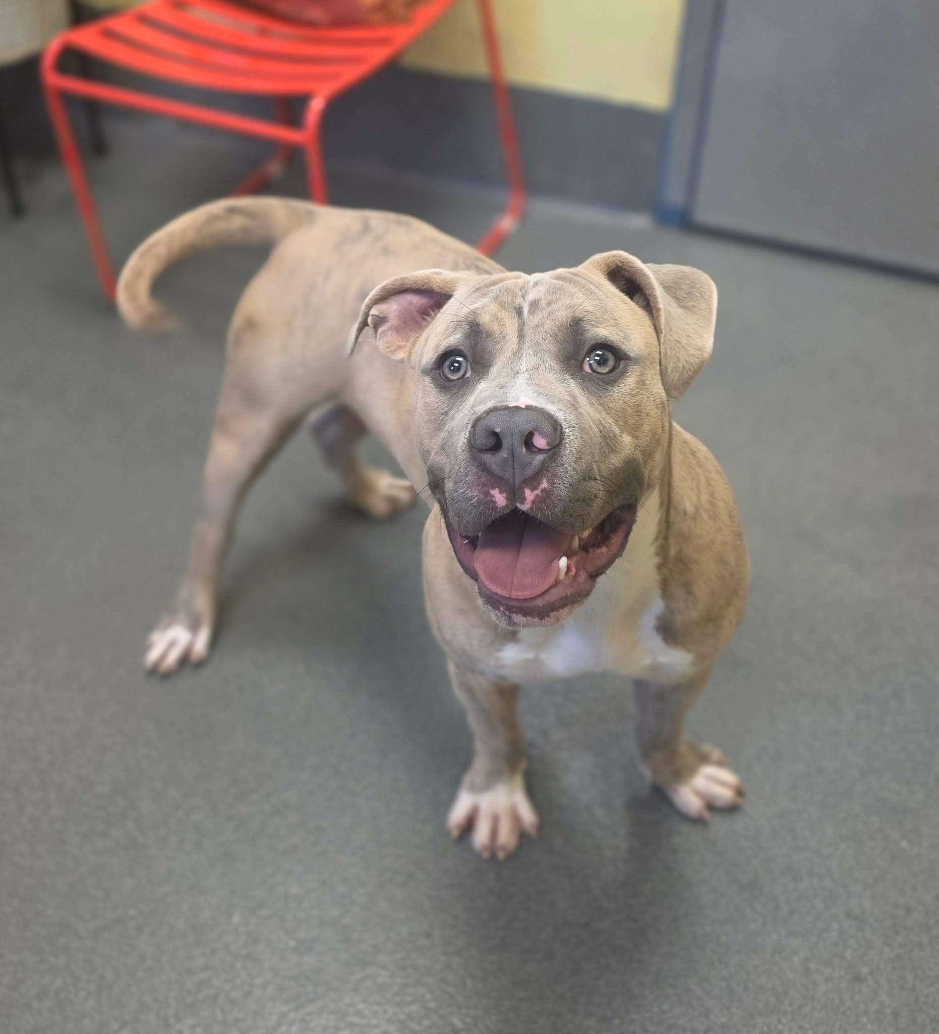 Chocolate Chip, a ADOPTABLE American Bully in Amherst, VA image 4/6