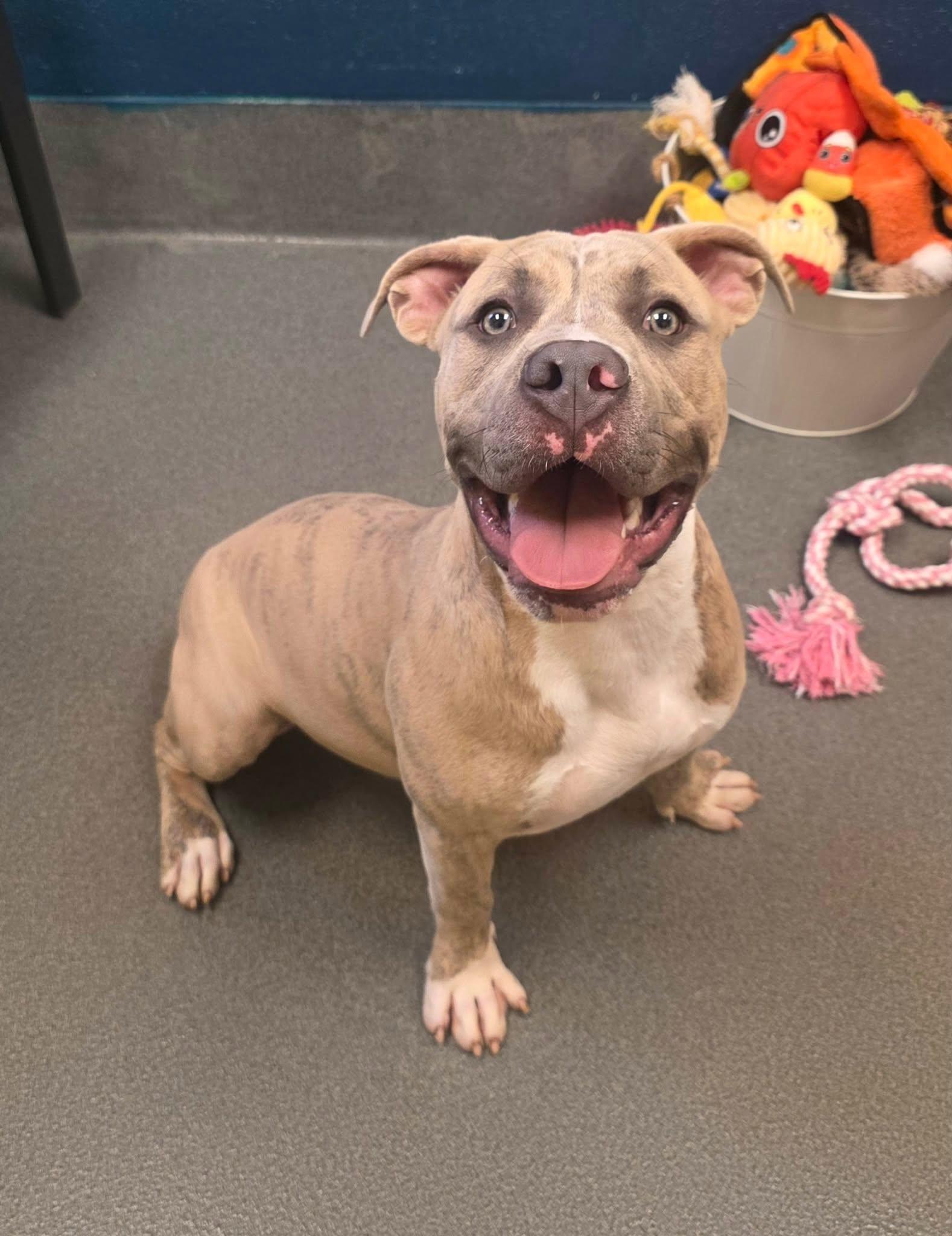Chocolate Chip, ADOPTABLE, Young Male American Bully.