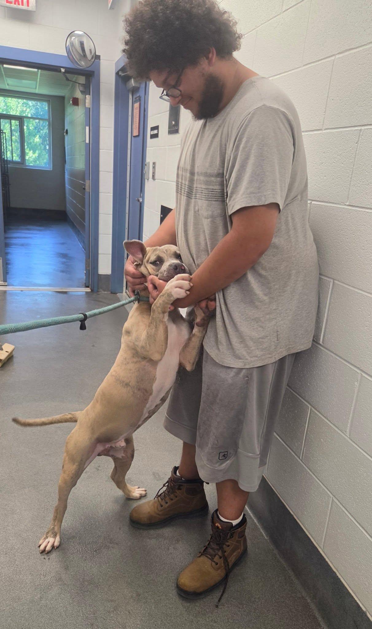 Chocolate Chip, a ADOPTABLE American Bully in Amherst, VA image 5/6
