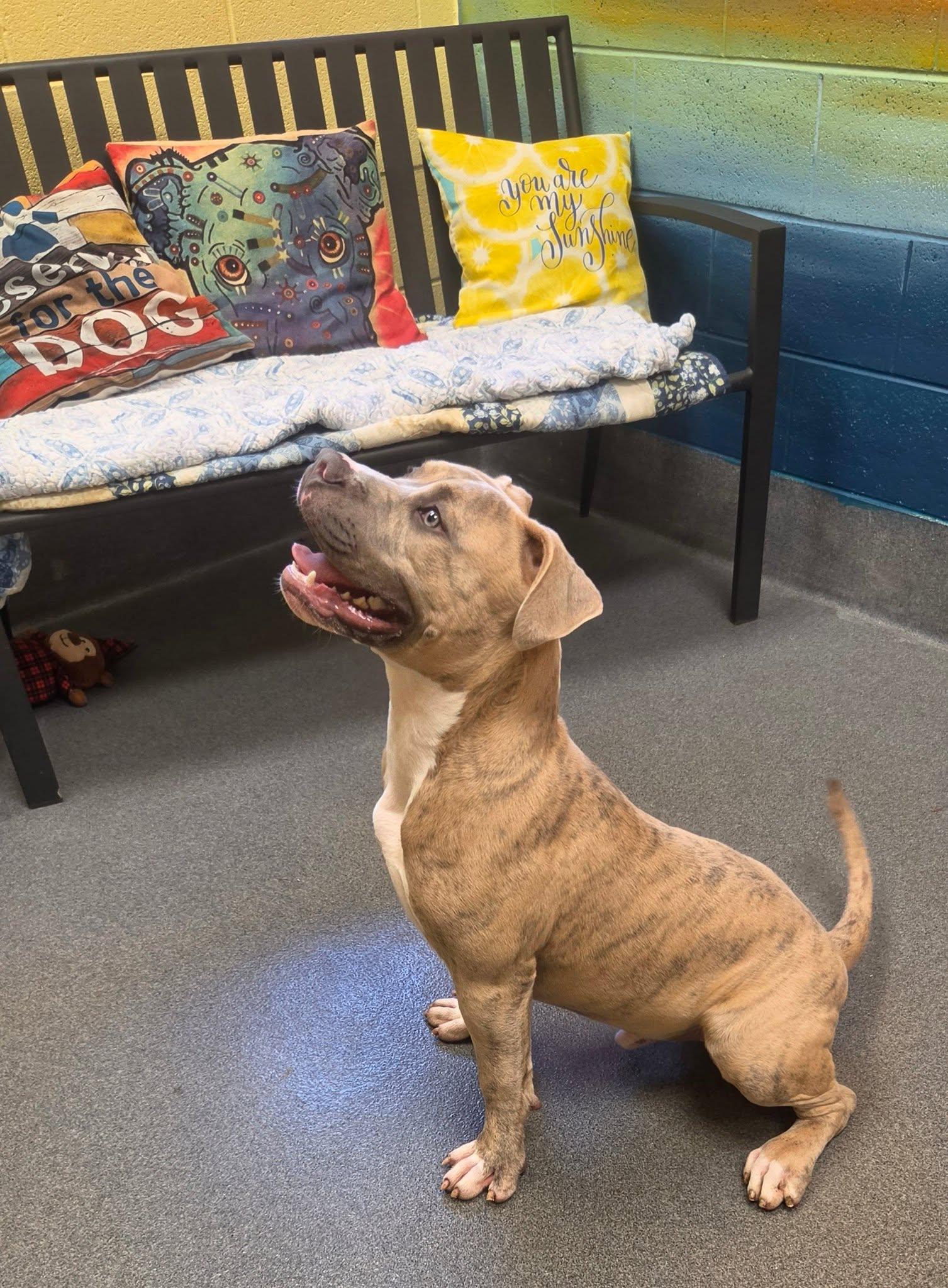 Chocolate Chip, a ADOPTABLE American Bully in Amherst, VA image 3/6