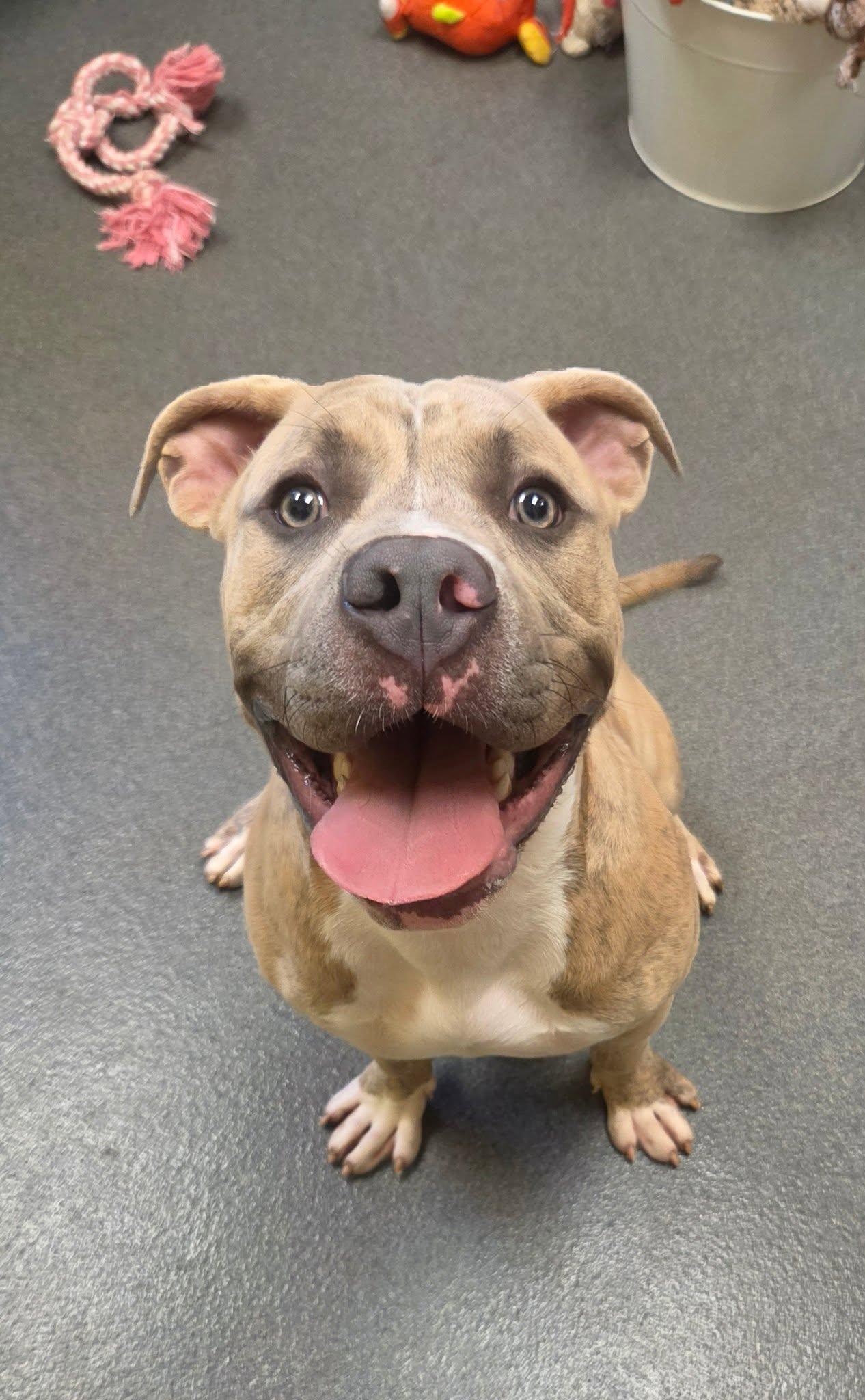 Chocolate Chip, a ADOPTABLE American Bully in Amherst, VA image 6/6