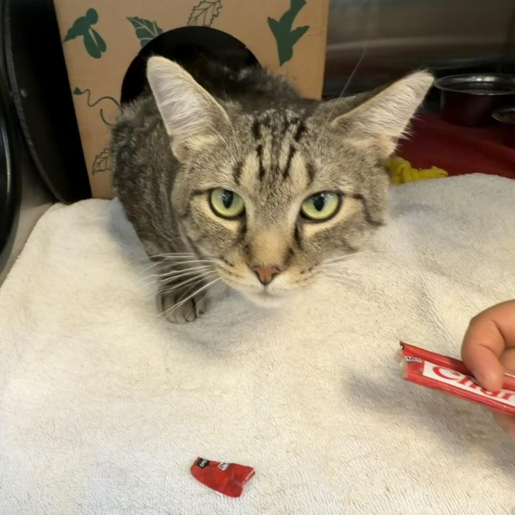Wazowski, Adoptable, Adult Male Domestic Short Hair.