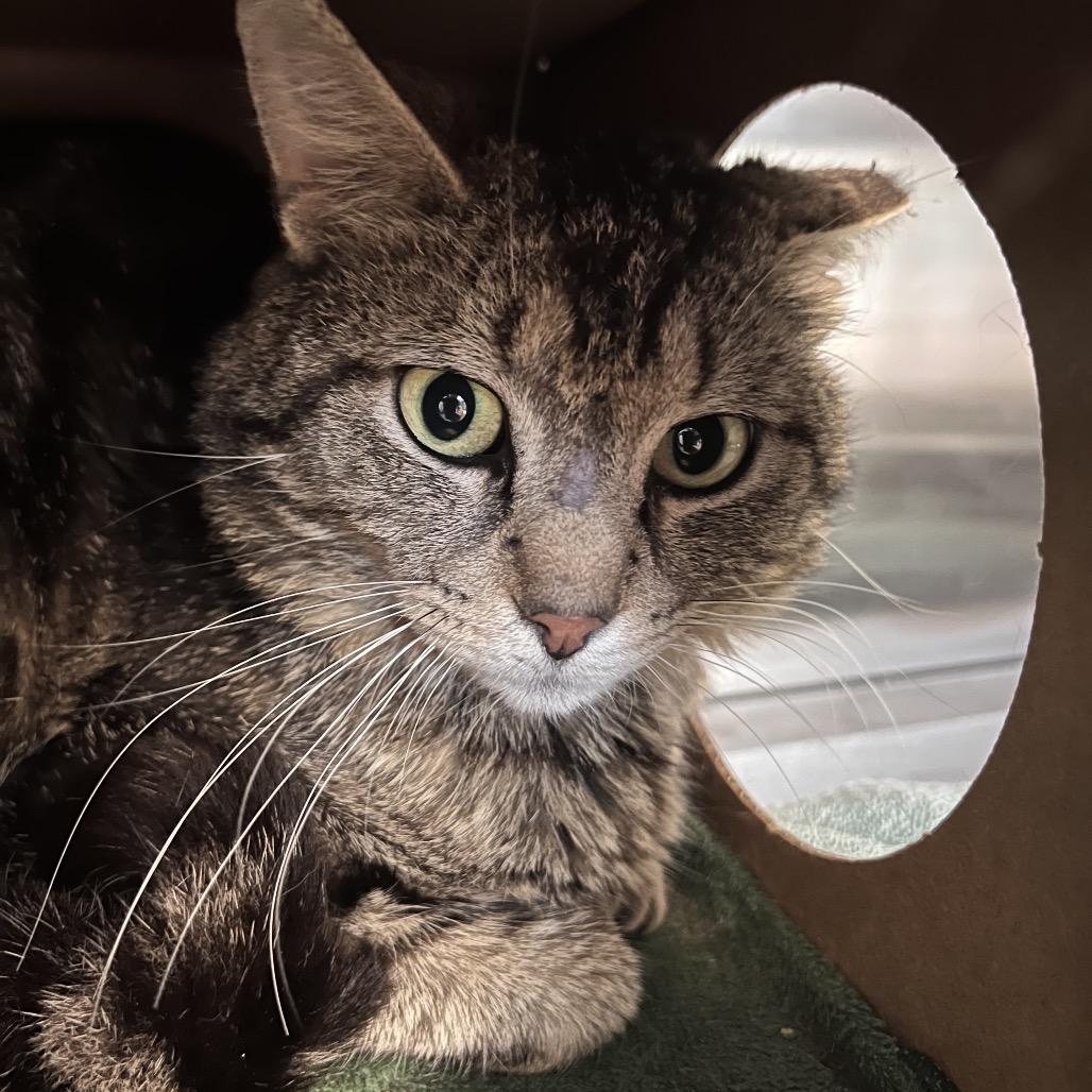 Enlarge Wazowski, a Adoptable Domestic Short Hair in Bristol, IN image 1/1