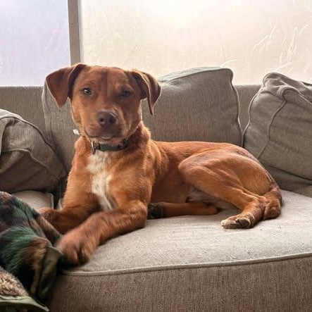 Hank, a ADOPTABLE Mixed Breed in Defuniak Springs, FL image 2/3