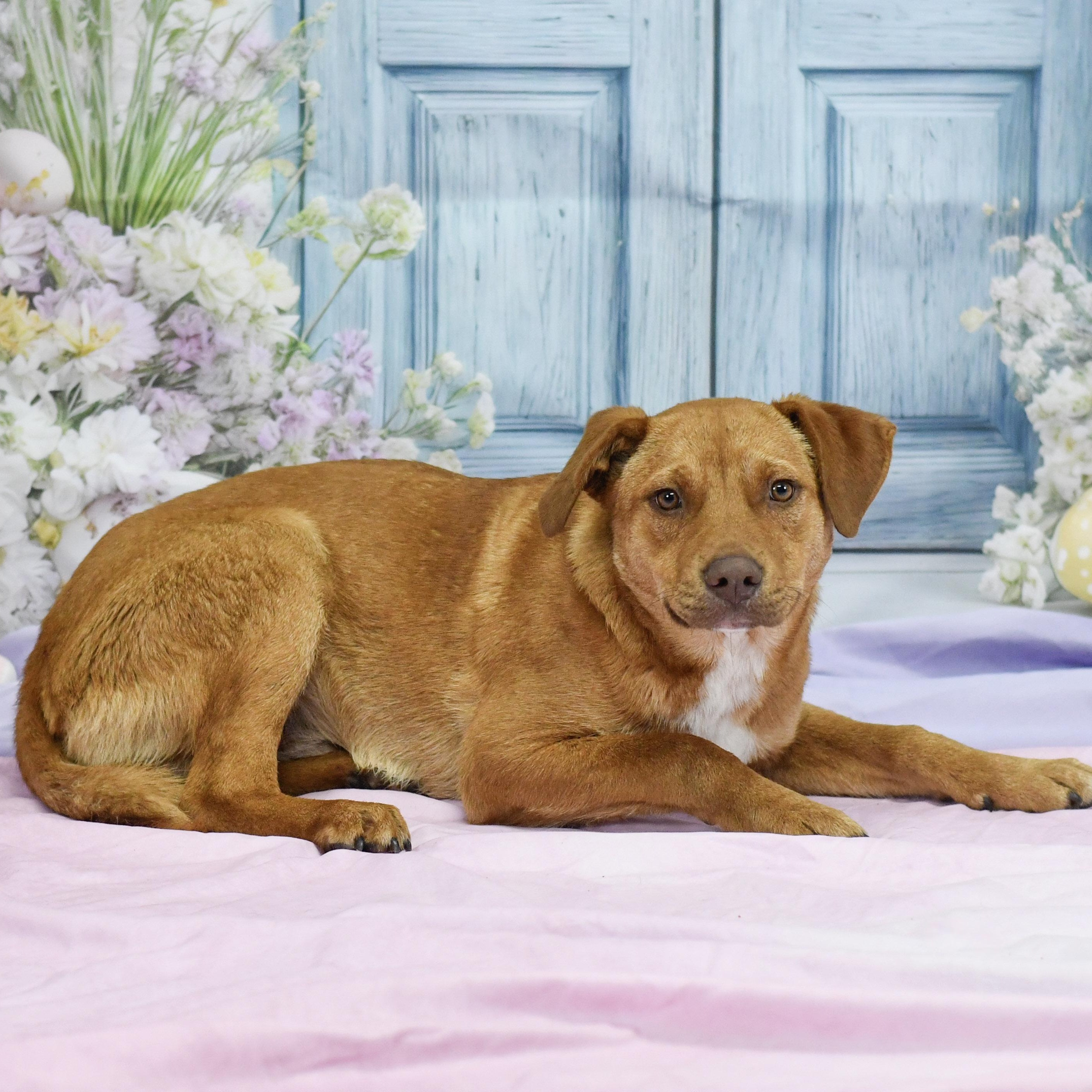 Hank, ADOPTABLE, Adult Male Mixed Breed.