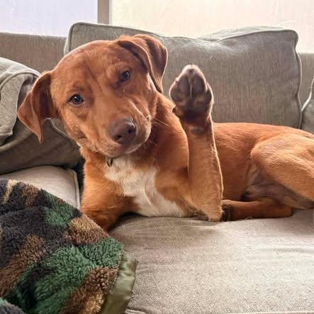 Hank, a ADOPTABLE Mixed Breed in Defuniak Springs, FL image 3/3