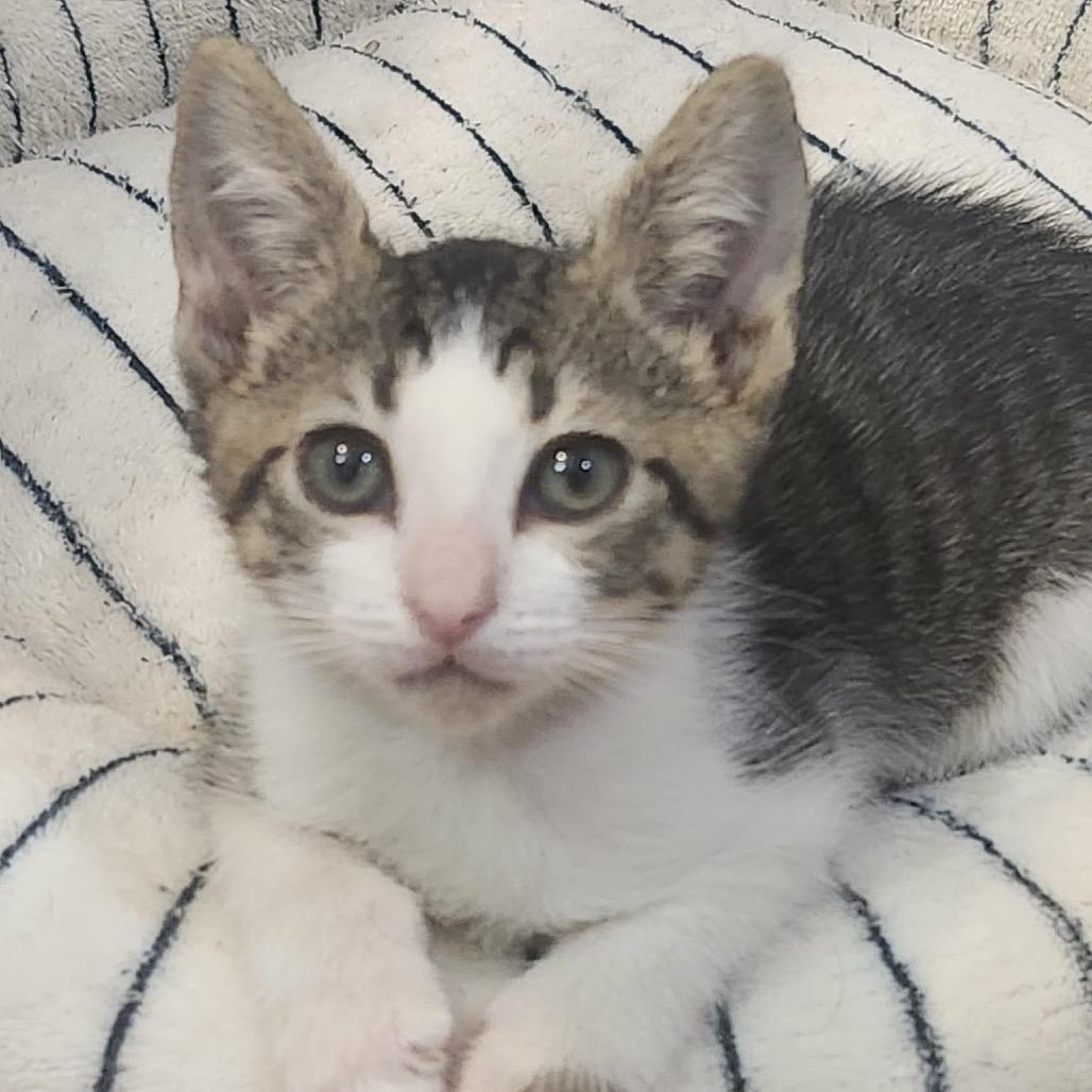 Staten, Adoptable, Kitten Male Domestic Short Hair.