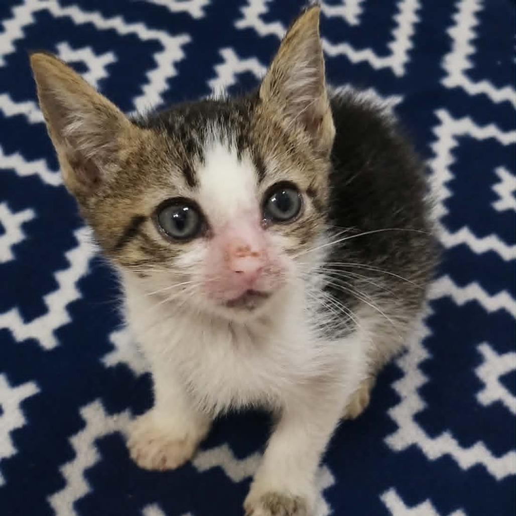 Enlarge Staten, a Adoptable Domestic Short Hair in Pine Mountain, GA image 2/4