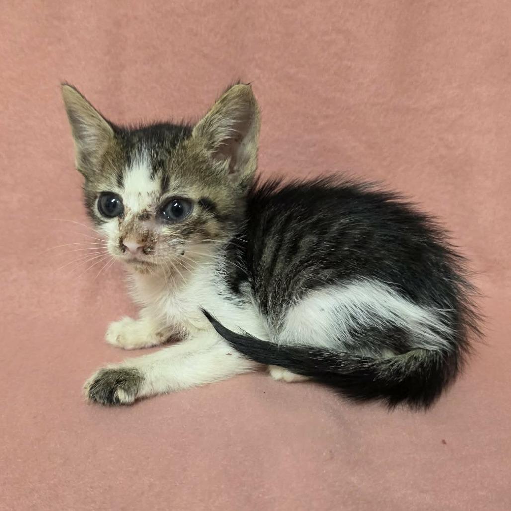 Enlarge Staten, a Adoptable Domestic Short Hair in Pine Mountain, GA image 3/4