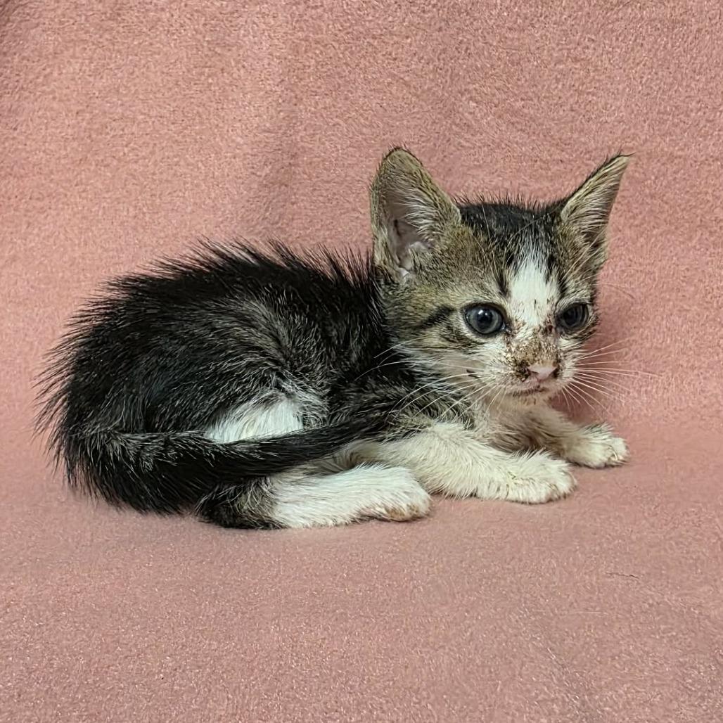 Enlarge Staten, a Adoptable Domestic Short Hair in Pine Mountain, GA image 4/4