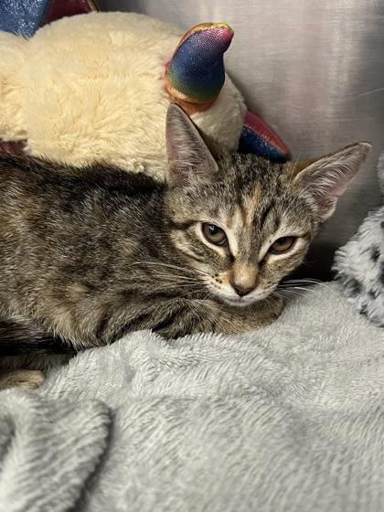 Grapadora, Adoptable, Kitten Female Domestic Short Hair & Domestic Short Hair.