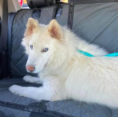 Frost, Adoptable, Adult Male Siberian Husky.
