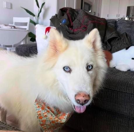 Enlarge Frost, a Adoptable Siberian Husky in Jupiter, FL image 2/3