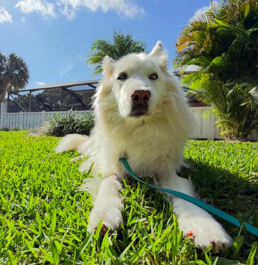 Enlarge Frost, a Adoptable Siberian Husky in Jupiter, FL image 1/3