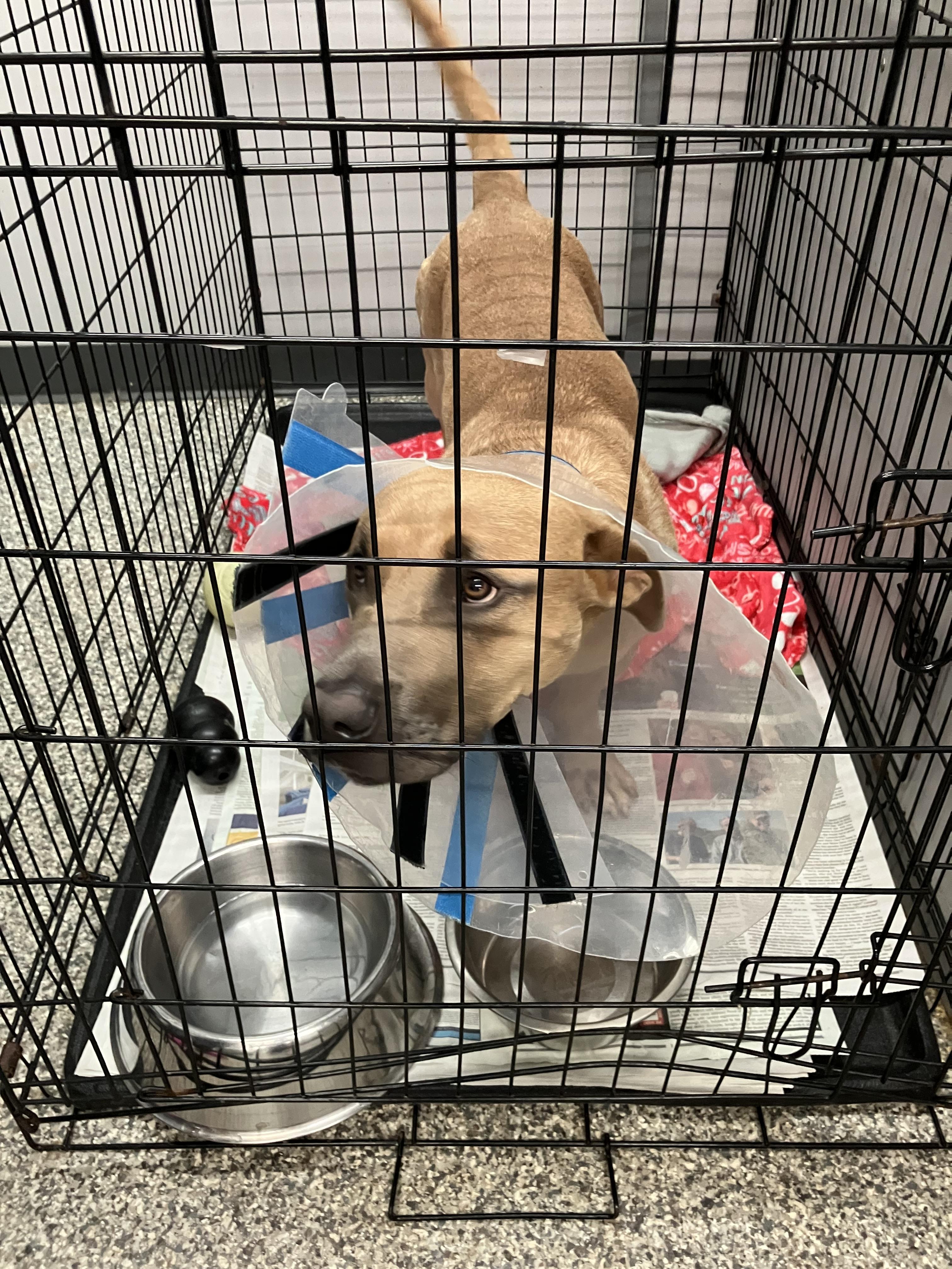 Peewee, a Adoptable mixed breed in Parma, OH image 2/2