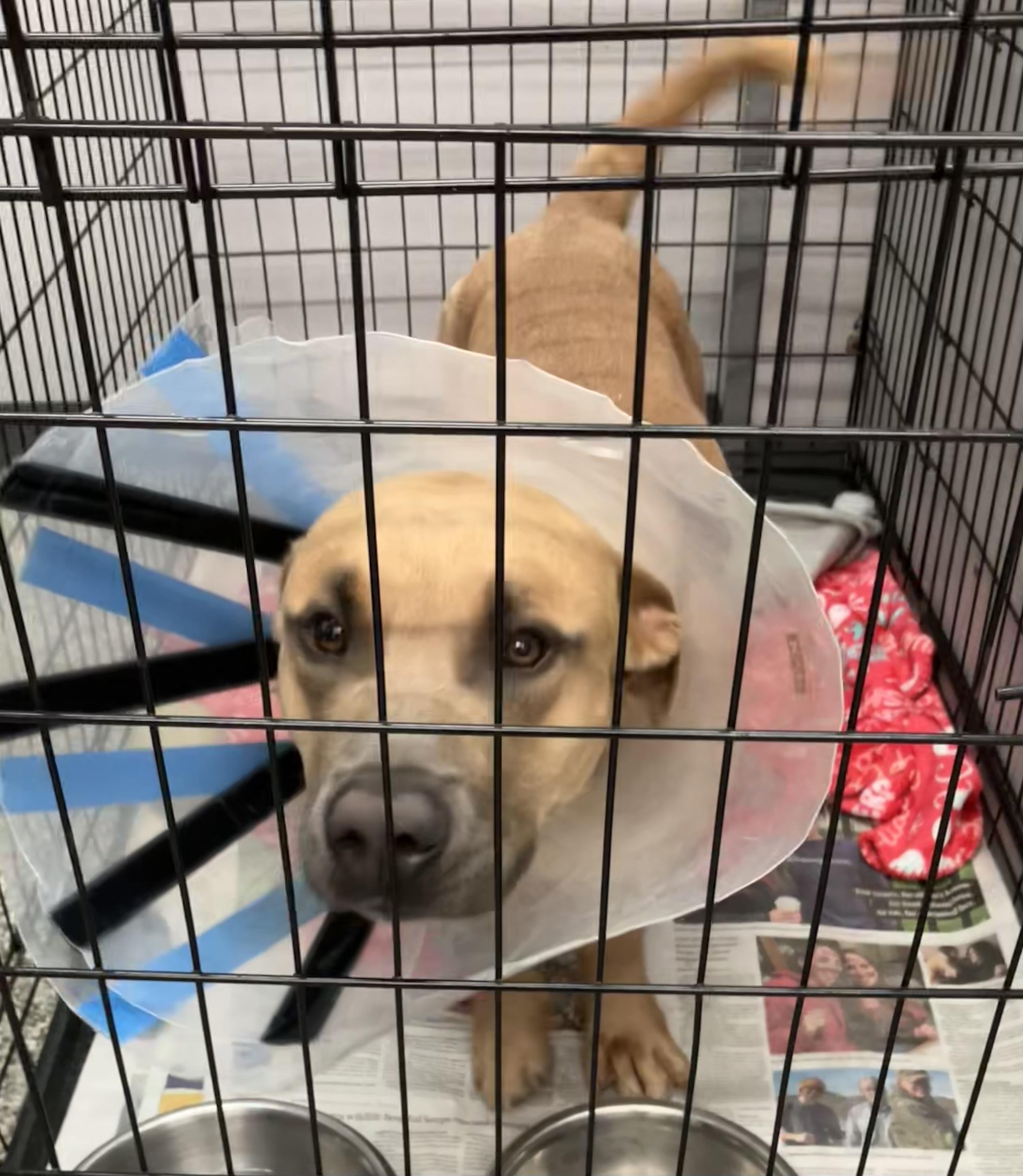 Peewee, Adoptable, Young Male Basset Hound & Terrier.