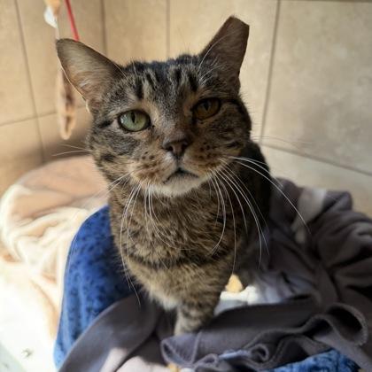 Hazel, Adoptable, Adult Female Domestic Short Hair & Domestic Short Hair.