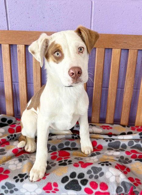**JOEY**, Adoptable, Puppy Male Australian Shepherd.