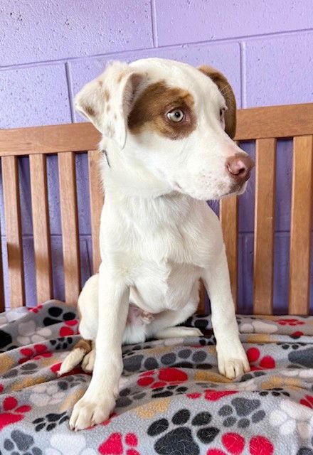 **JOEY**, a Adoptable Australian Shepherd in North Prairie, WI image 3/3