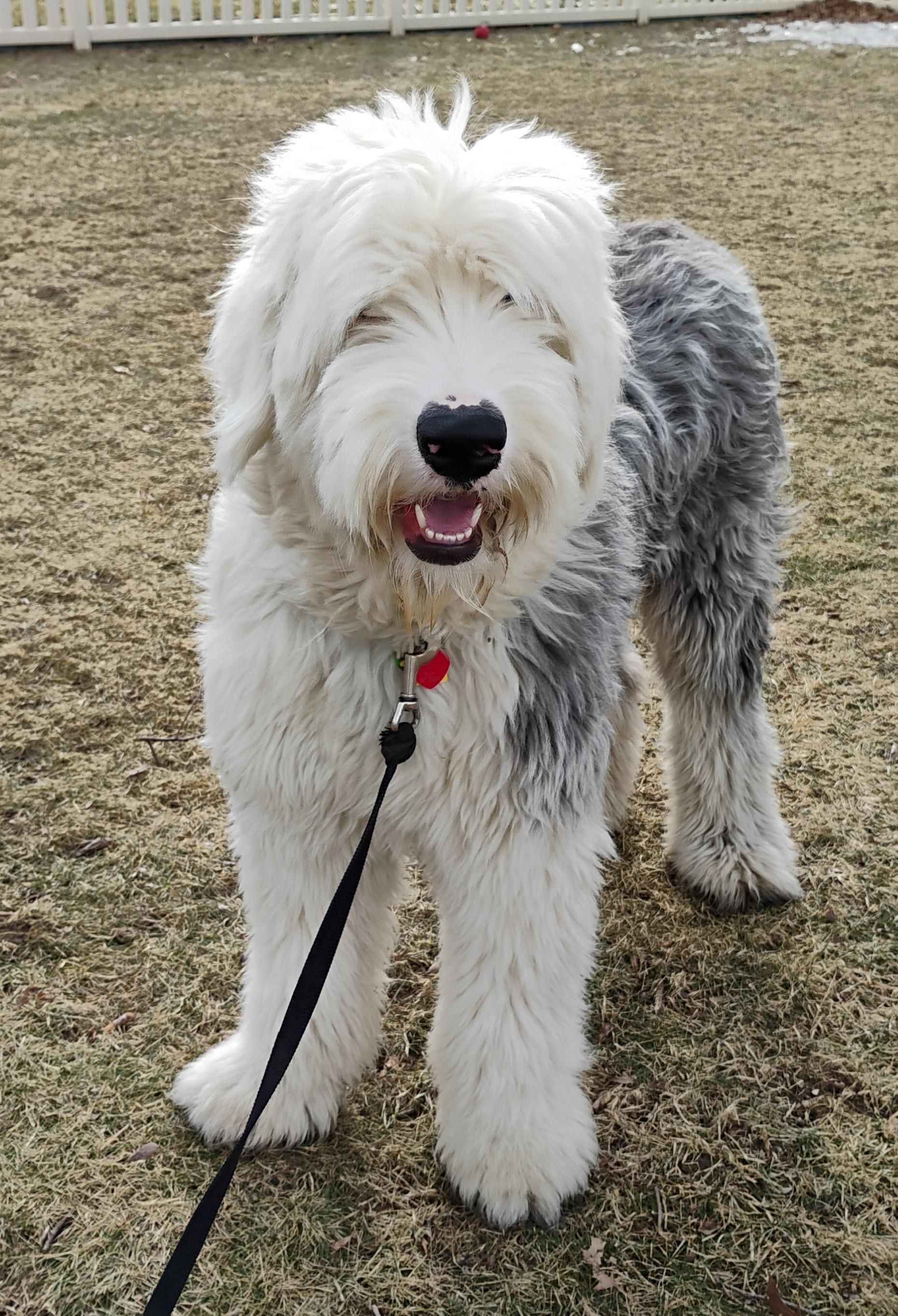 Enlarge Beau, a Adopted Old English Sheepdog in Plymouth, MI image 1/4