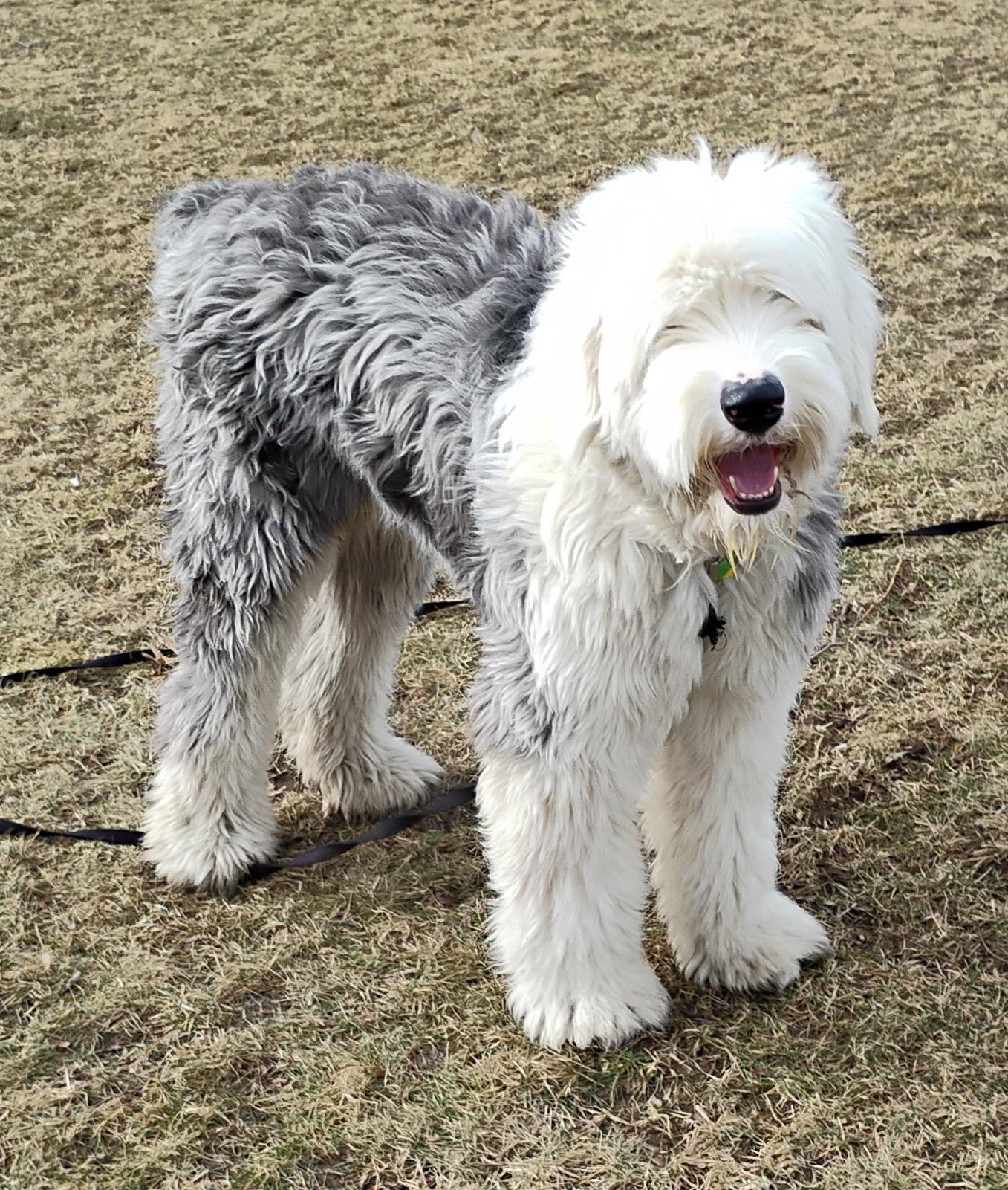 Enlarge Beau, a Adopted Old English Sheepdog in Plymouth, MI image 2/4