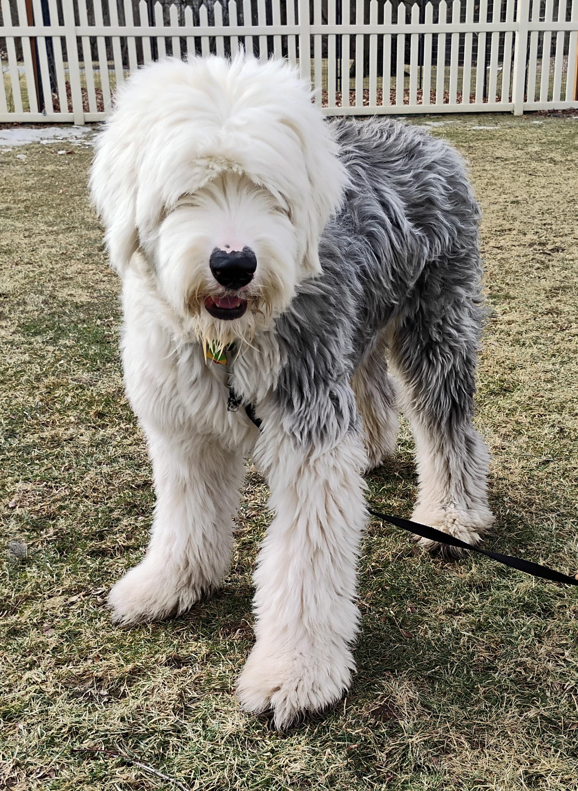 Enlarge Beau, a Adopted Old English Sheepdog in Plymouth, MI image 3/4