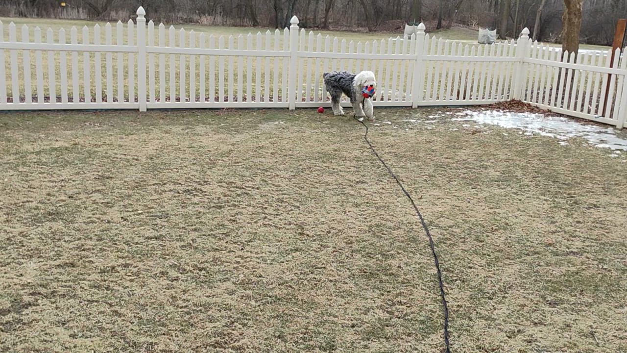Enlarge Beau, a Adopted Old English Sheepdog in Plymouth, MI video 4/4