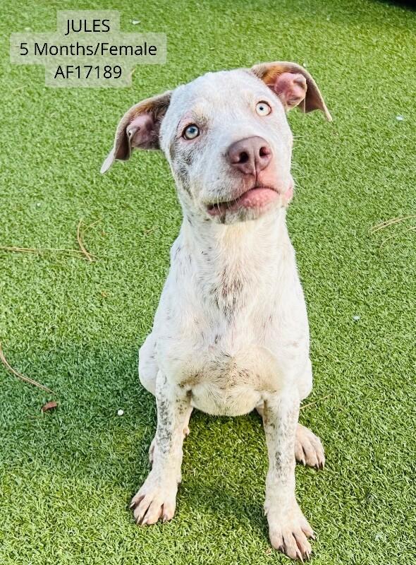 Jules, Adoptable, Young Female German Shorthaired Pointer & Mixed Breed.