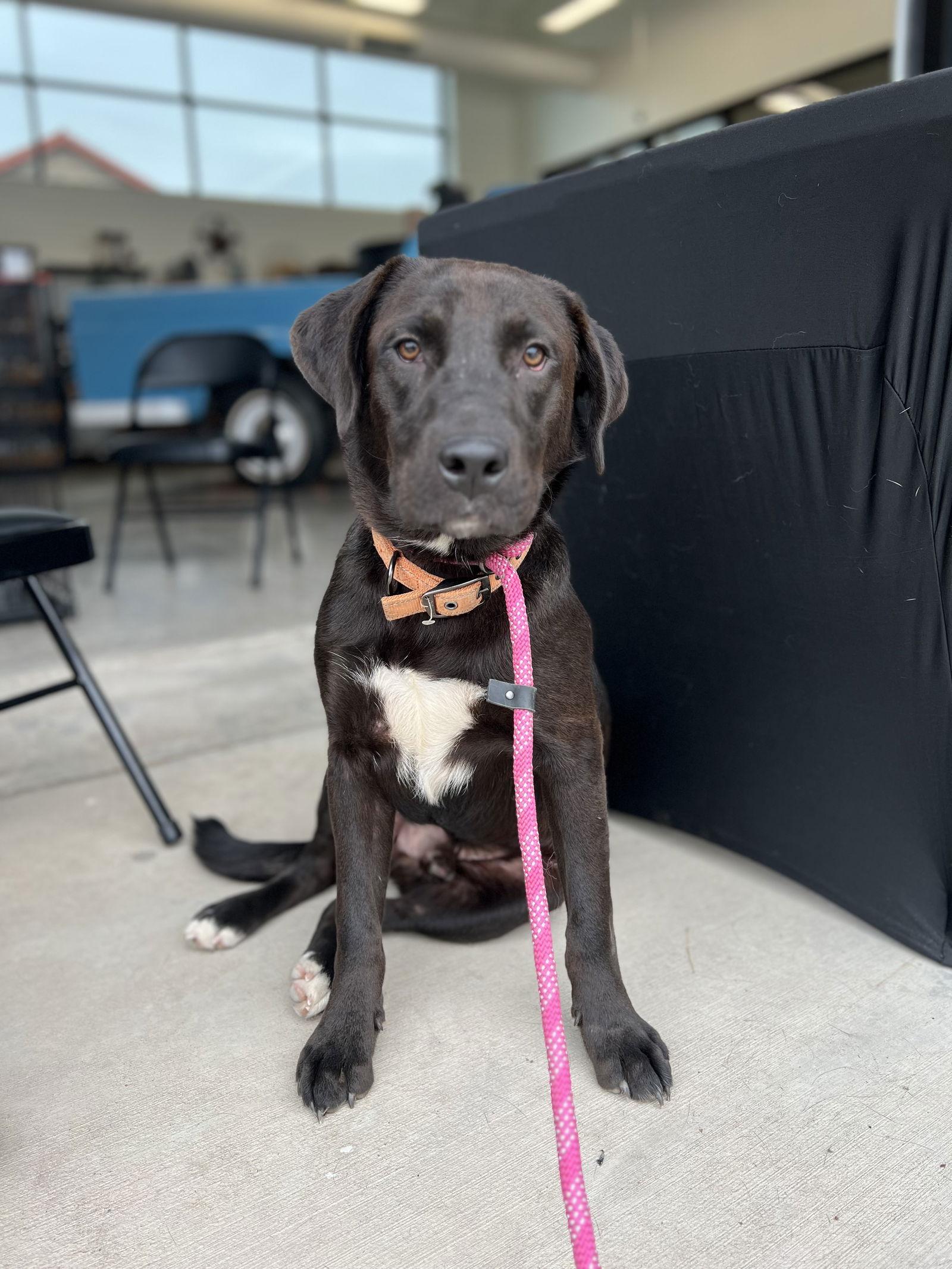 Jack, adoptable, Adult Male Labrador Retriever & Australian Cattle Dog / Blue Heeler.