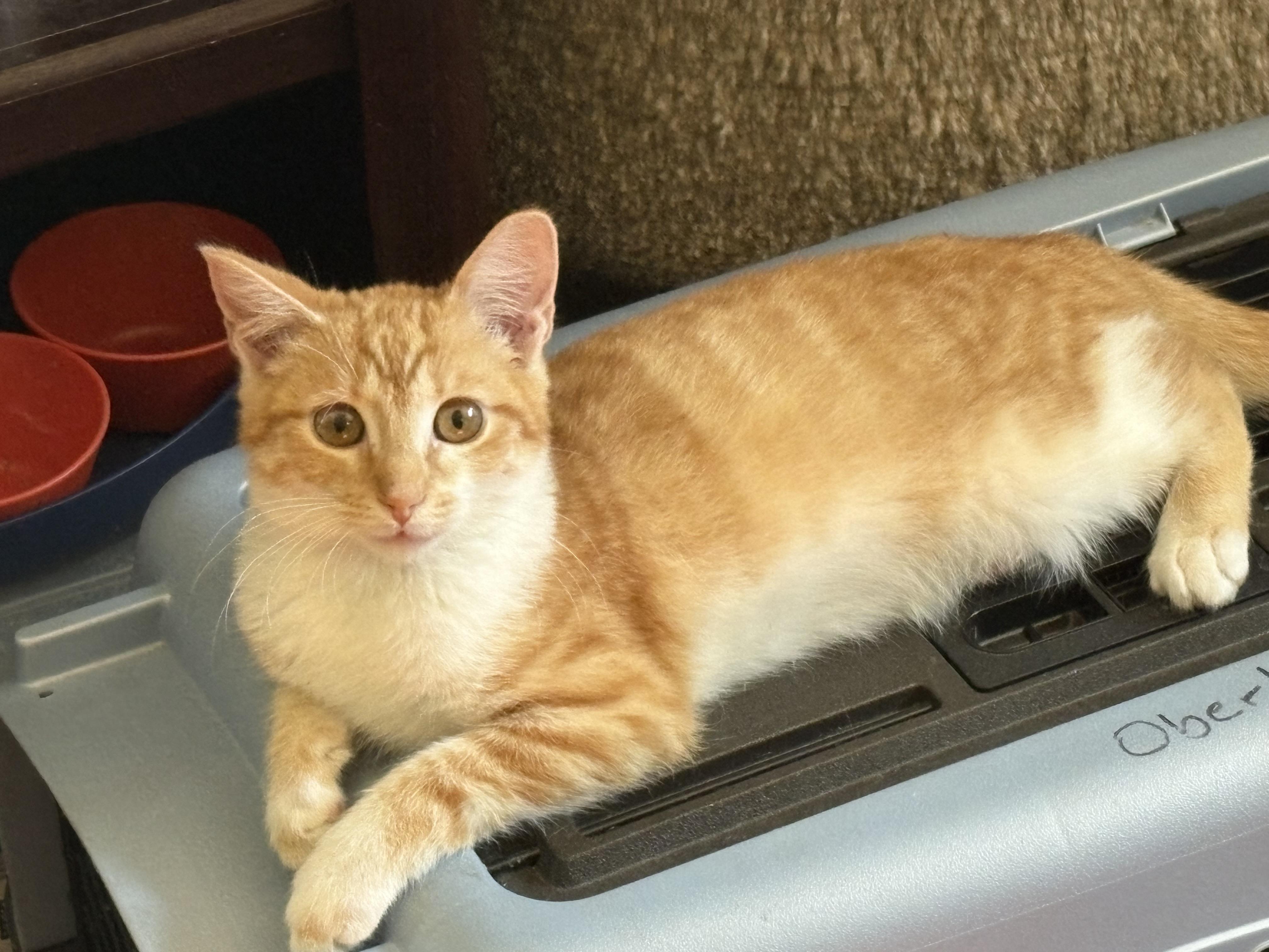 Enlarge Pierre, a Adoptable mixed breed in Belvidere, IL image 2/3