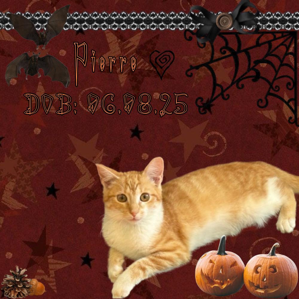 Enlarge Pierre, a Adoptable mixed breed in Belvidere, IL image 1/3