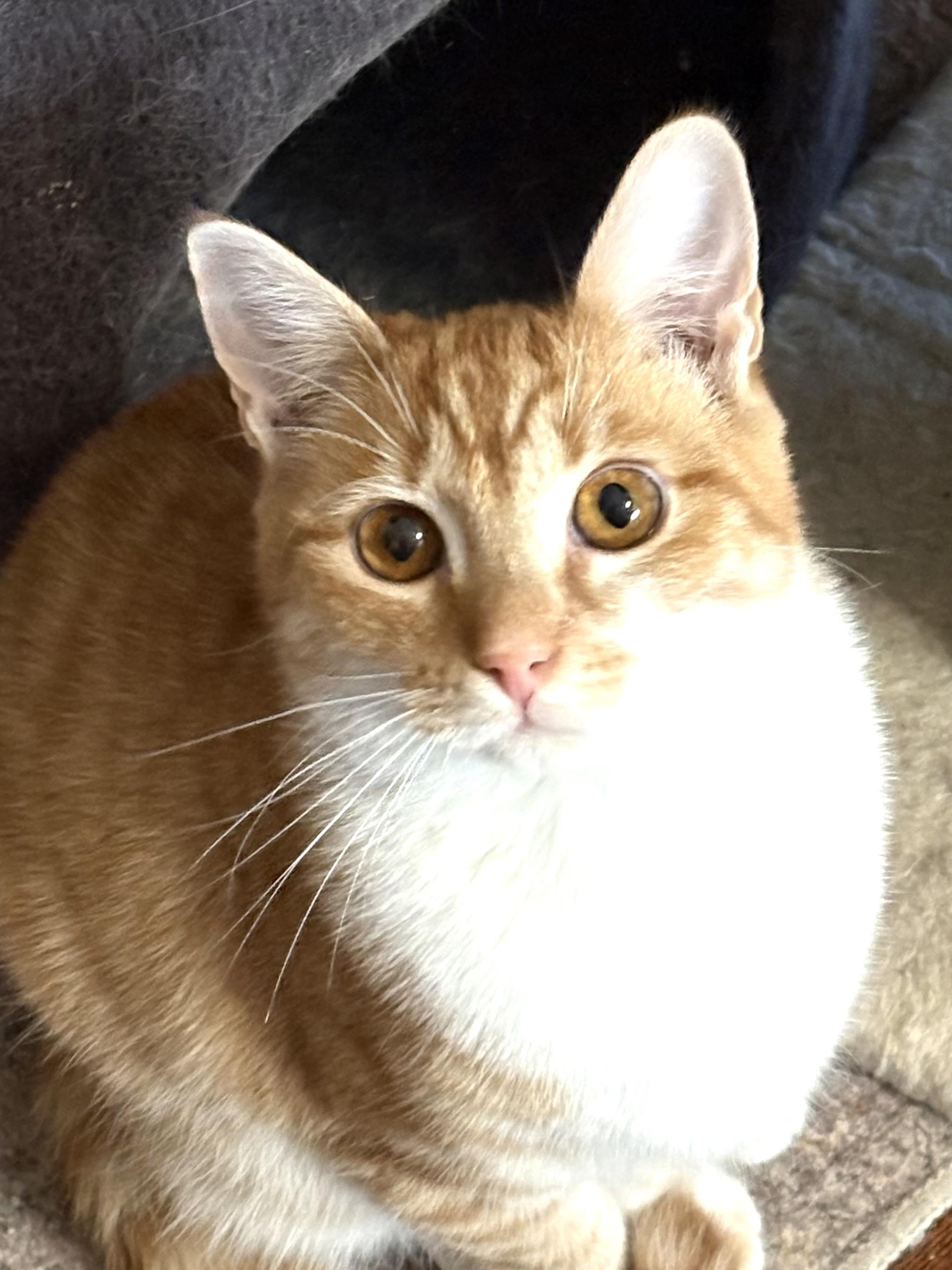 Pierre, Adoptable, Kitten Male Domestic Short Hair & Tabby.