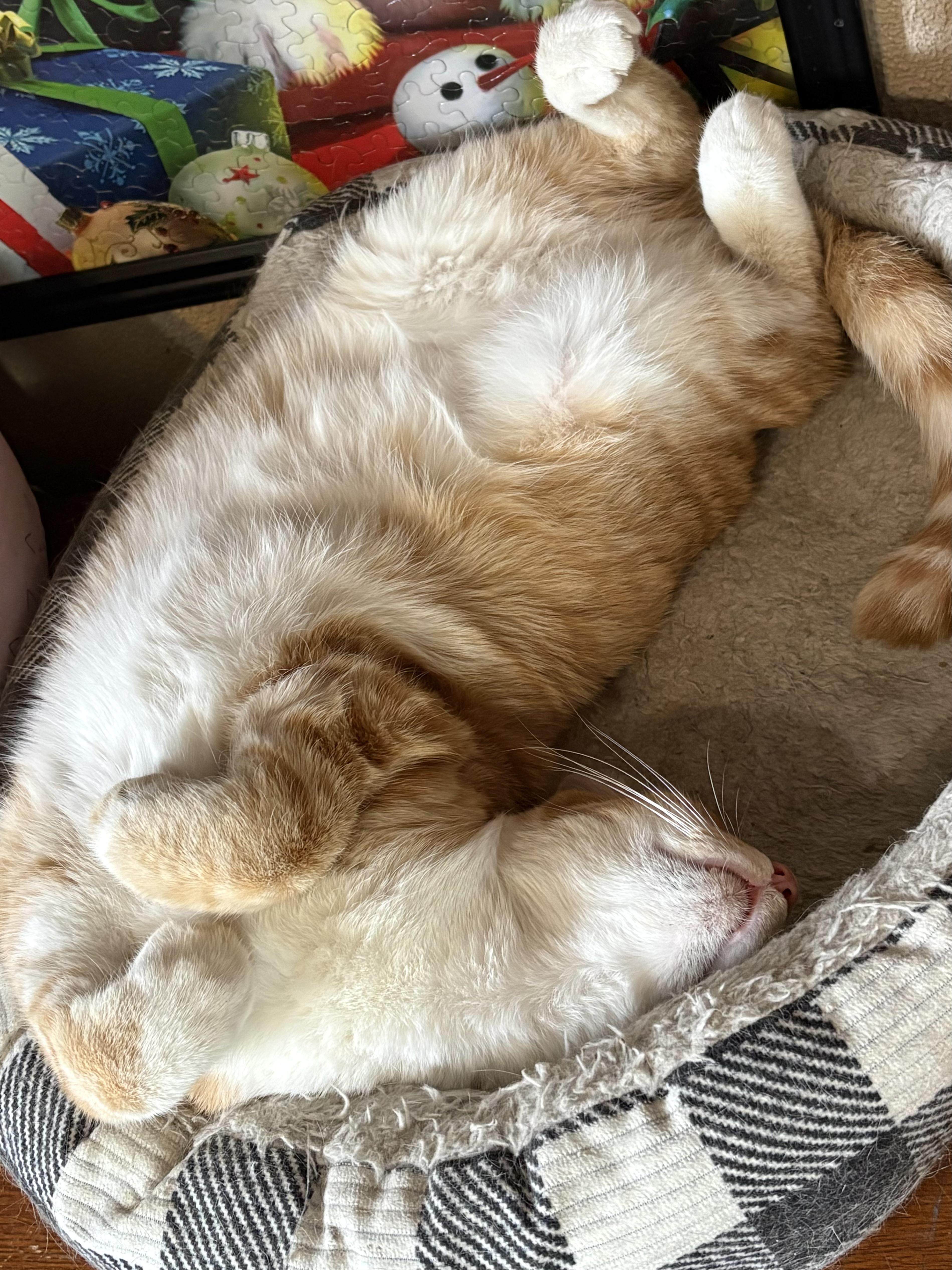 Pierre, a Adoptable mixed breed in Belvidere, IL image 2/4
